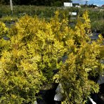 Tuja západná (Thuja occidentalis) ´GOLDEN ANNE´ ®- výška 40-60 cm, kont. C5L - 2. Trieda/Kvalita B